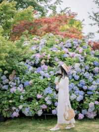 花開無盡夏分享無錫6個繡球花拍攝地！