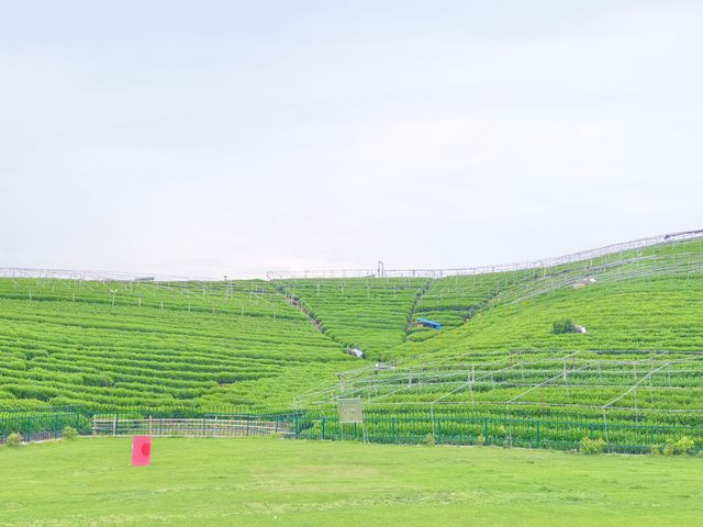 杭州龍坞茶村，一個悠然自得的地方