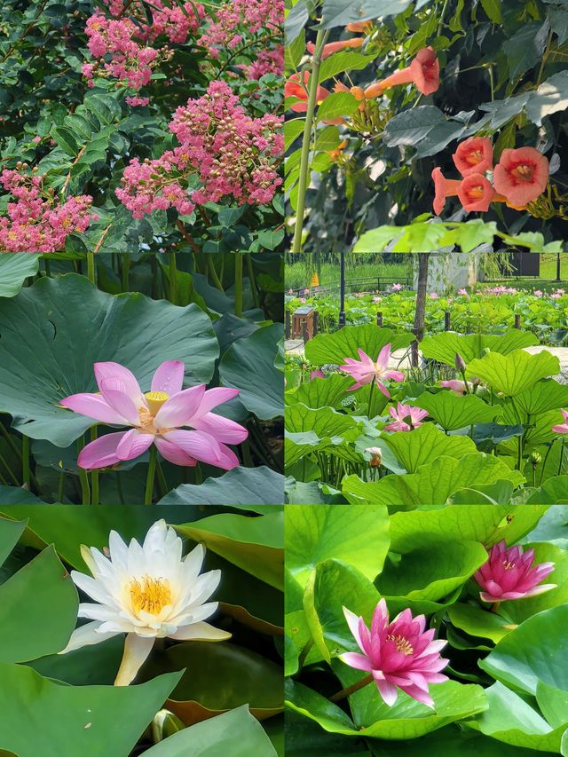 荷花蓮花連翹紫薇｜陶然亭公園太寶藏了