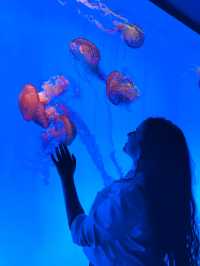 Shanghai Ocean Aquarium: Underwater Wonders
