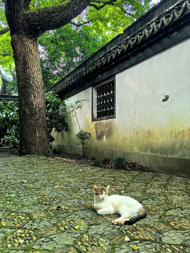 醉白池，上海人都不太熟悉的後花園。