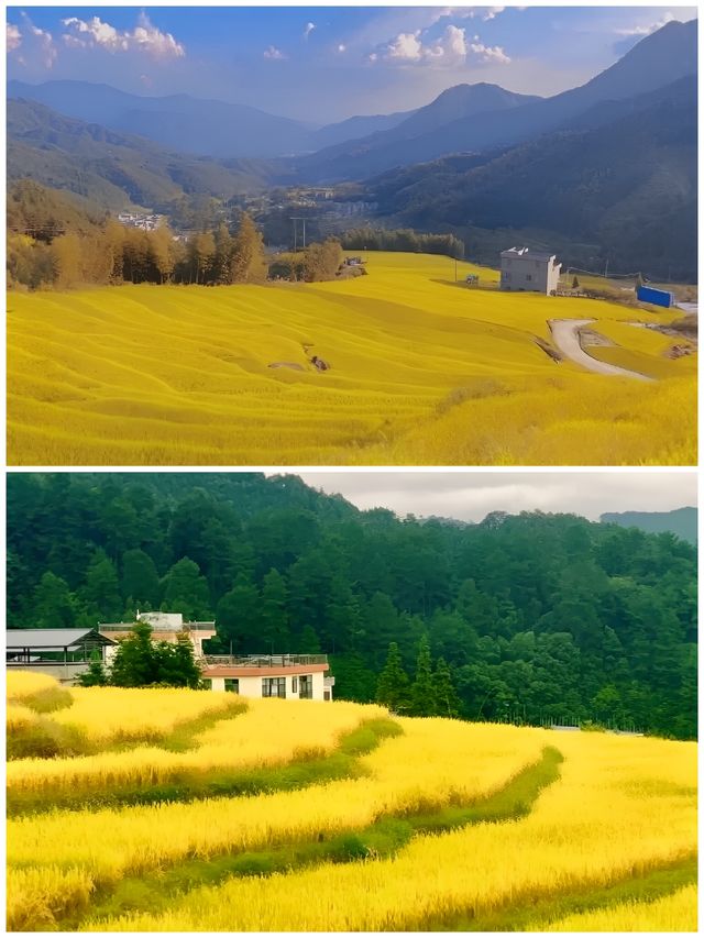 中秋唔使出省!由廣州出發只需3小時就可以欣賞金秋麥浪!