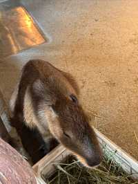 一次撸盡卡皮巴拉玄鳳鸚鵡矮腳羊柯爾鴨!