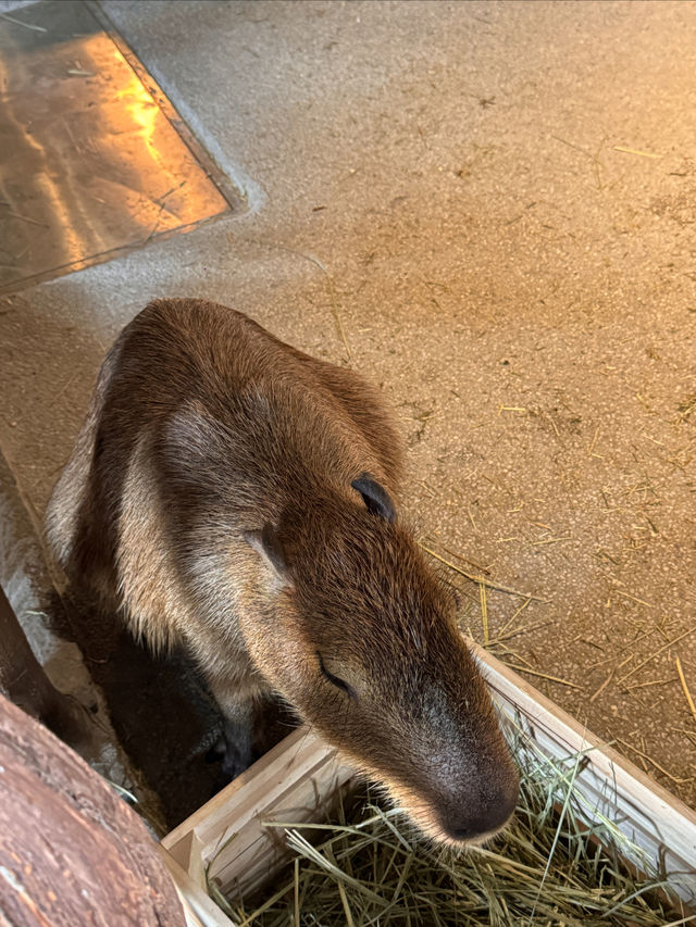 一次撸盡卡皮巴拉玄鳳鸚鵡矮腳羊柯爾鴨! 一次撸盡卡皮巴拉玄鳳鸚鵡矮腳羊柯爾鴨!