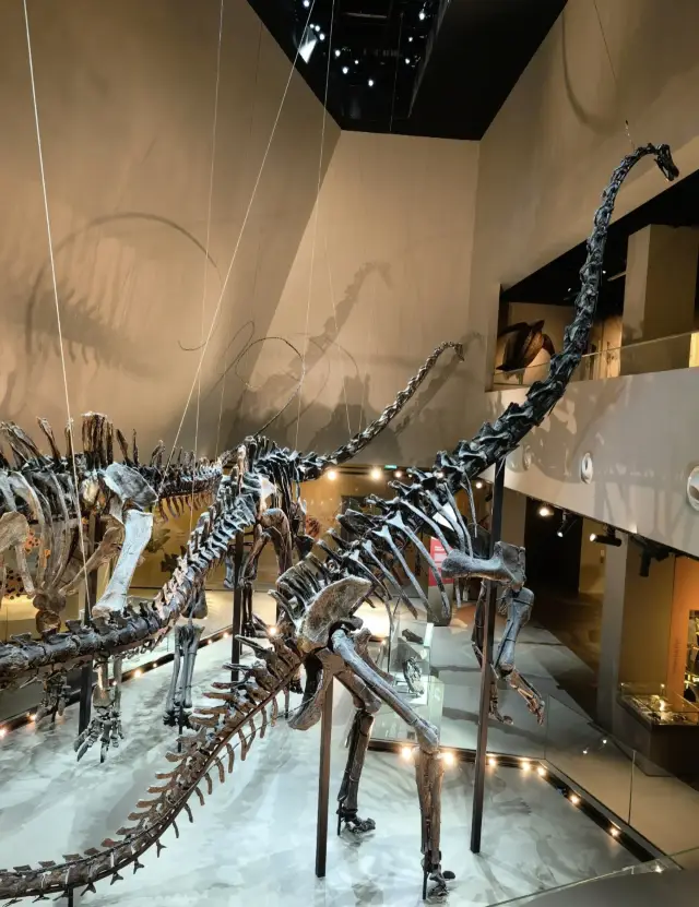 新加坡｜自然歷史博物館。