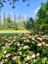 上海濱江森林公園花海谷｜拍照絕美地。