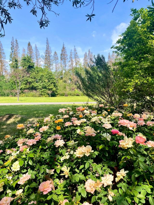 上海濱江森林公園花海谷｜拍照絕美地。