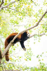 不知道哪裡遛娃？南通森林野生動物園餵水豚！