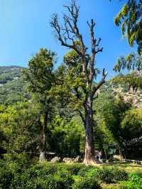 九華後山的九子岩也很美。