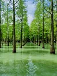 水鄉綠洲，鳥語花香——洪澤湖濕地的自然之美