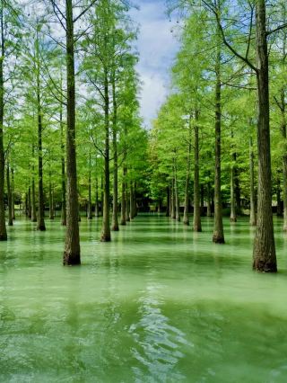 The Oasis of Water Town, Full of Birds and Flowers—The Natural Beauty of Hongze Lake Wetland