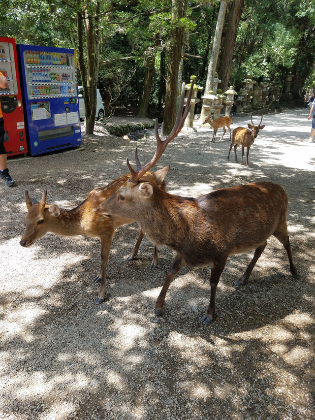 奈良公園：見「鹿」長壽吉祥。