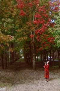 秋日魔都遠郊邂逅紅色浪漫。