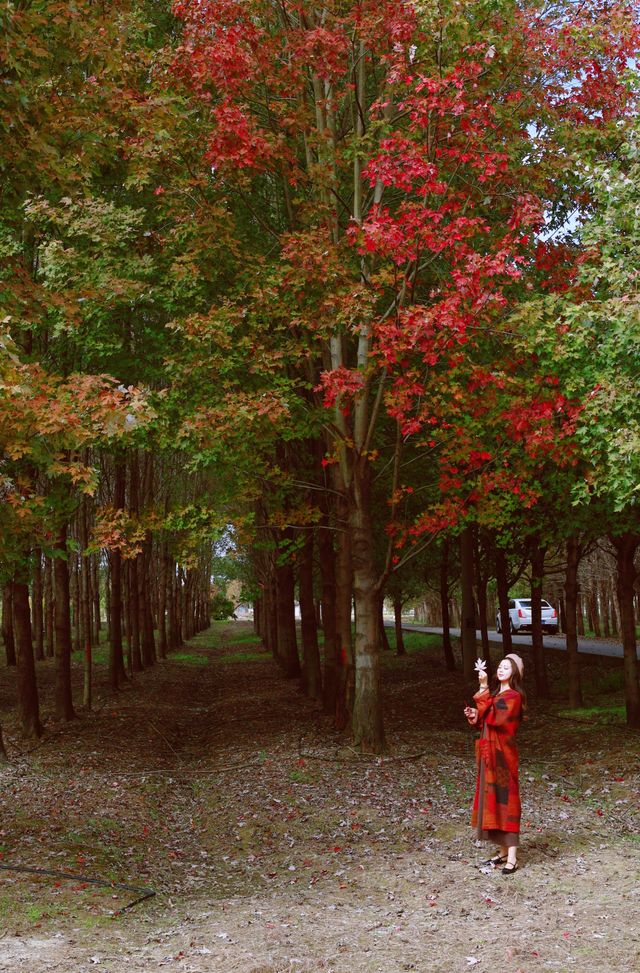 秋日魔都遠郊邂逅紅色浪漫。