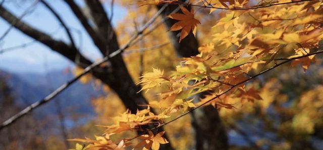 東京河口湖富士山賞紅葉全攻略。