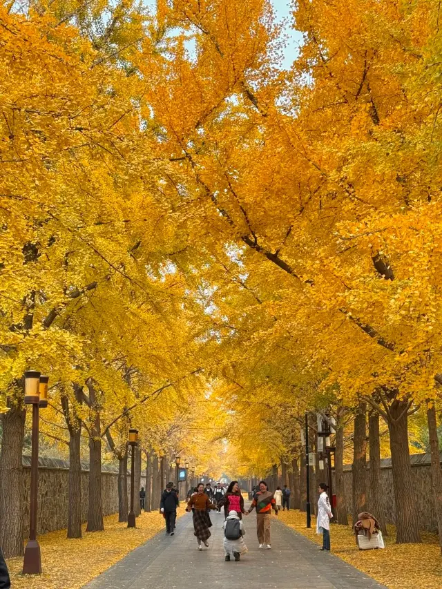 被圓明園巔峰秋色狠狠驚艷到了！！。