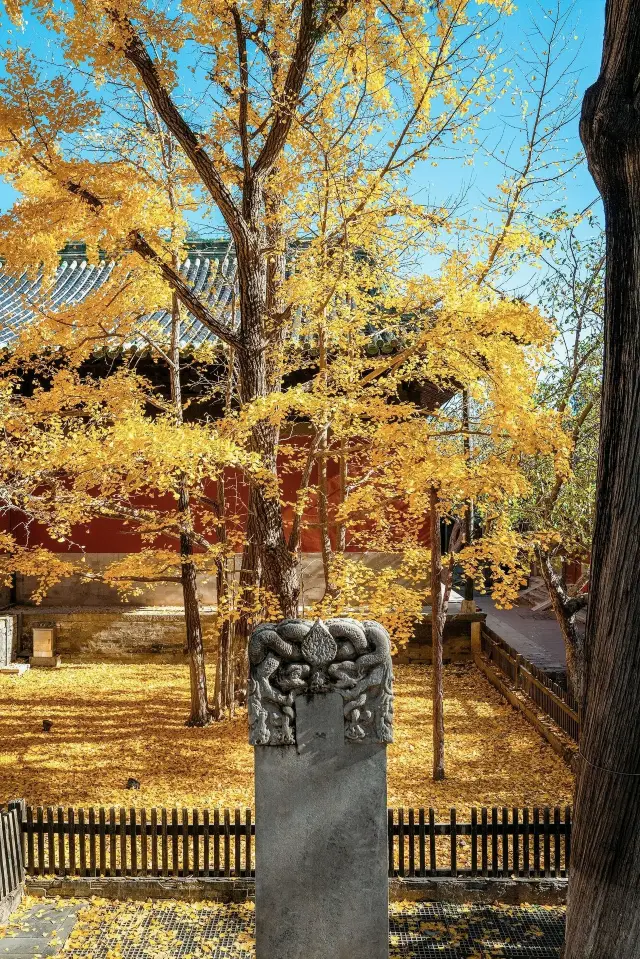 北京·大覺寺銀杏葉下尋歷史一遊千年韻味濃。