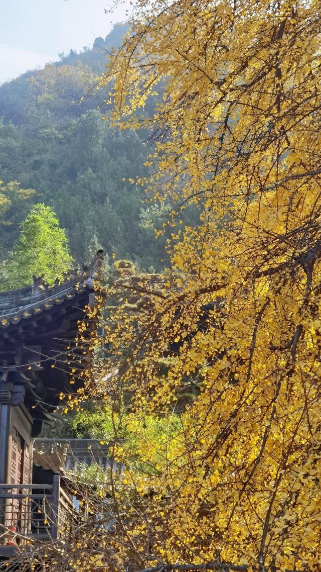 來西安不比打卡觀賞千年古觀銀杏樹。