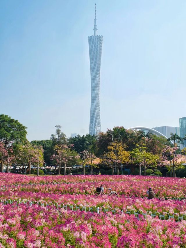 二沙島醉蝶花盛開了