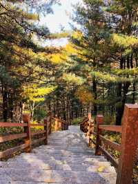 吉林延邊|紅石峰國家森林公園•冬日落葉凋零的美