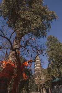 濟南旅行攻略，探秘冬日裡的千年古剎靈岩寺