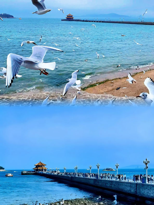 青島旅遊攻略 | 奔赴一場向海而生的浪漫