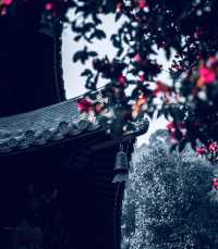 為了一棵樹，我駕車三個小時！
