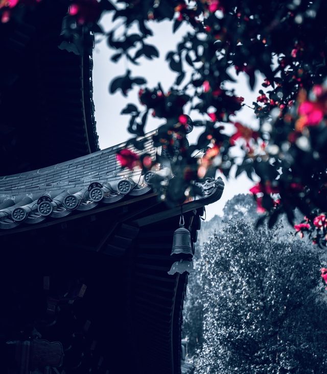 為了一棵樹，我駕車三個小時！