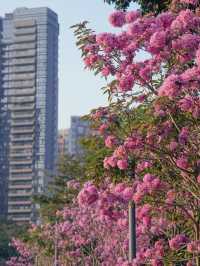 冬日限定｜河邊的紫色花海誰能抗拒