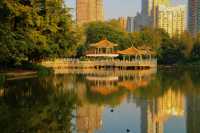 在洪湖公園，與白鷺不期而遇