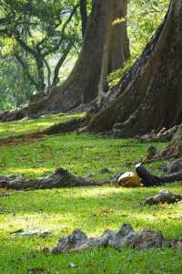 Discover the Green Paradise of Sri Lanka