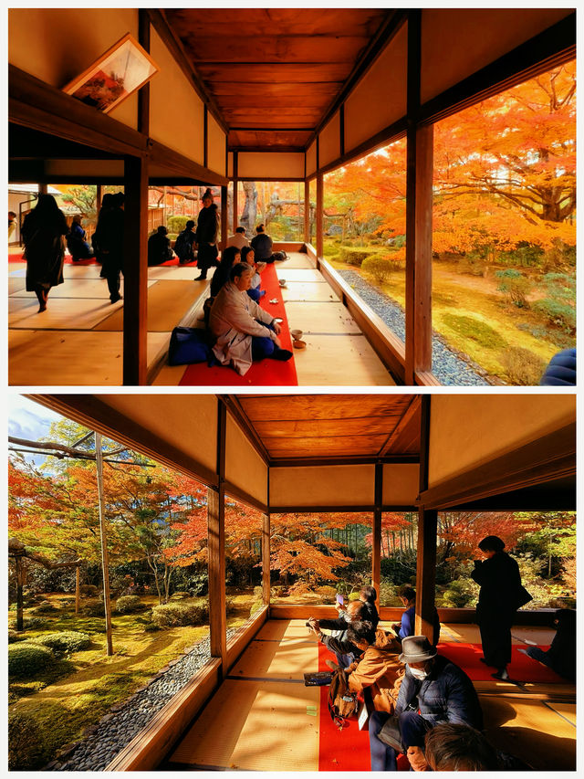 京都·寶泉院｜畫框一般繪畫卷環顧式庭院體驗和服之美