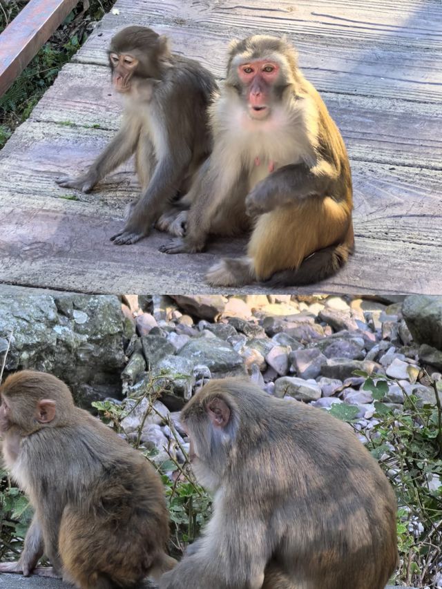 銀杉公園，揭秘大自然中的珍稀寶藏！