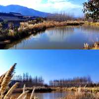 西昌觀鳥島濕地公園，邂逅自然的浪漫