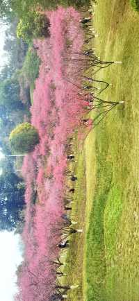 重慶｜紅岩上紅梅開