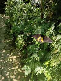 西雙版納親子遊探秘神奇植物園不可錯過