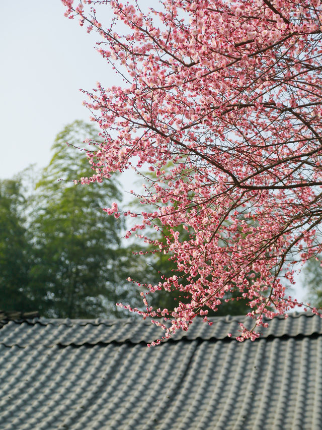 早春時節，鄰居家的梅樹盛開，邂逅了一幕絕美的景象。