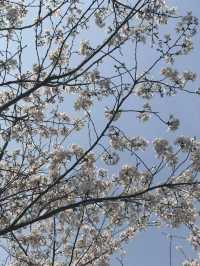 市內公園賞花小攻略