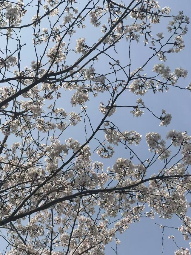 市內公園賞花小攻略