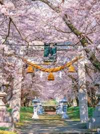 日本賞櫻小眾地推薦：琵琶湖