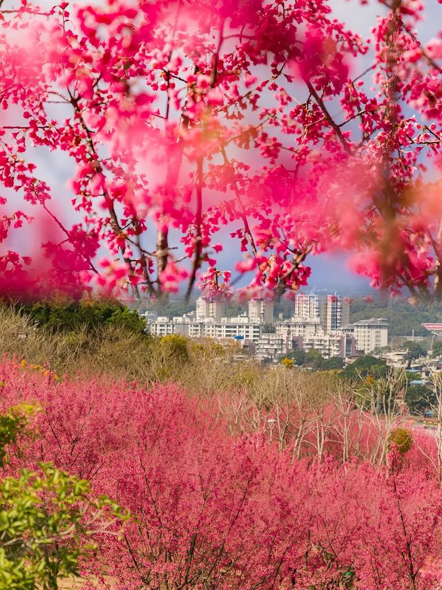 福州小眾花海境，人少景美還出片