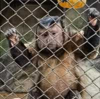 探秘深圳野生動物園，解鎖動物王國新玩法