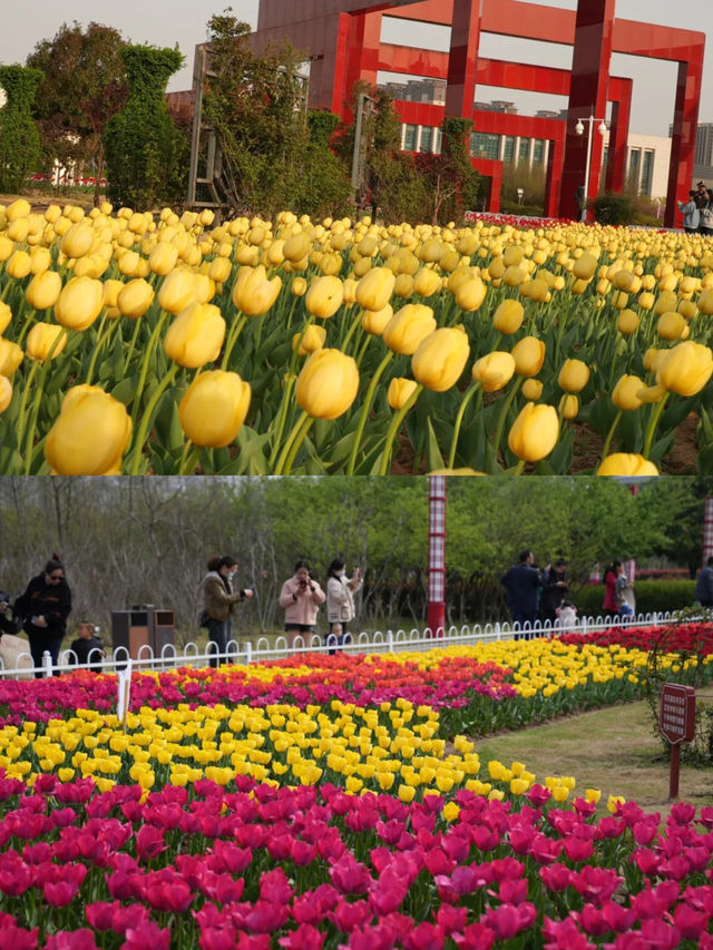 花開滿城，信陽市區賞花攻略來咯！