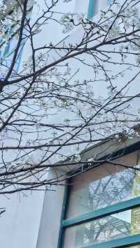 櫻約武漢，春滿攜程
