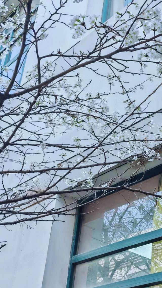 櫻約武漢，春滿攜程