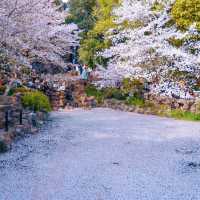 上海“下雪了”🌸 春日浪漫櫻花雨錯過等一年‼️