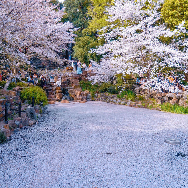 上海“下雪了”🌸 春日浪漫櫻花雨錯過等一年‼️
