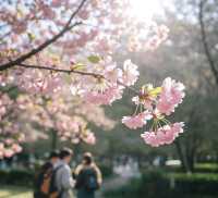 杭州櫻花園：春日「花癲」終極指南