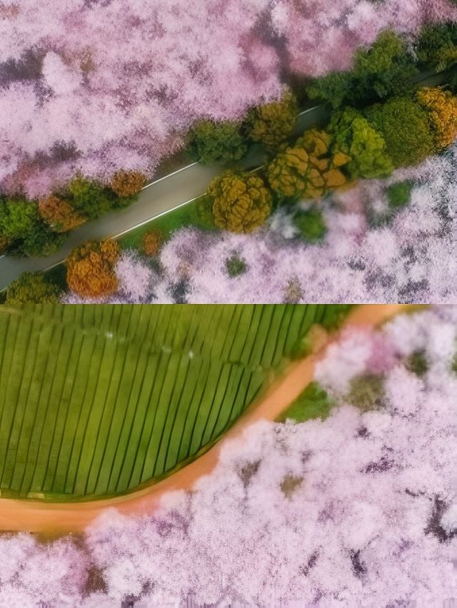 貴安櫻花園這麼大，怎樣玩才最過癮？