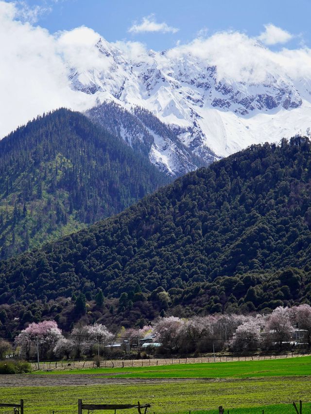 林芝—波密森林之旅 讓你體驗不一樣的自然之美